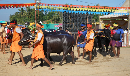 Mangaluru Kambala